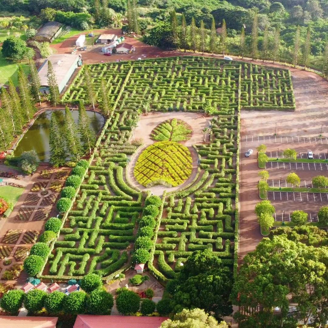 世界最大的Maze原来就在夏威夷都乐植物...