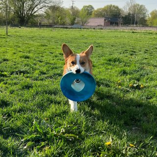 狗狗frisbee 2