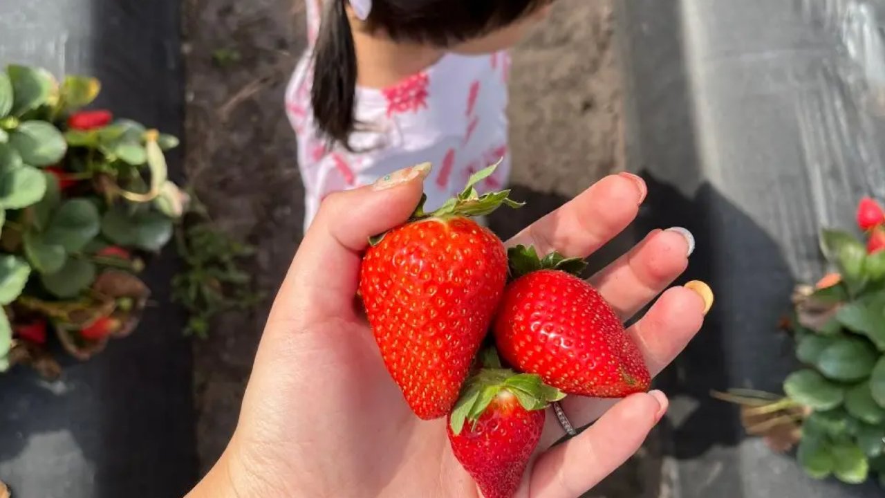 超实惠U-pick有机草莓🍓
