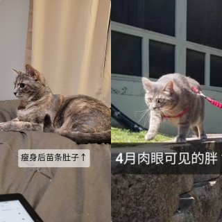 养猫小日常：6.7kg→4.9kg...