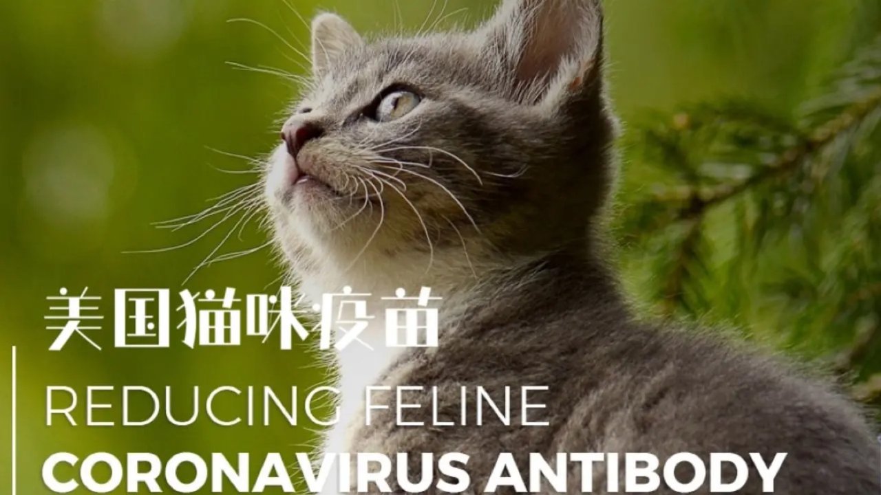 北美猫咪疫苗接种：猫三联、狂犬、驱虫