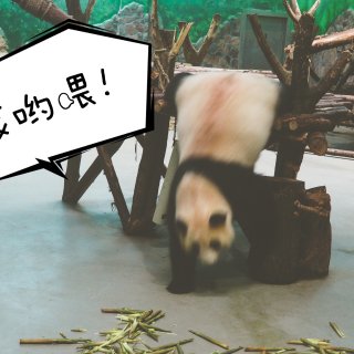 ☁️云旅游✈️🌀成都大熊猫基地🐼...