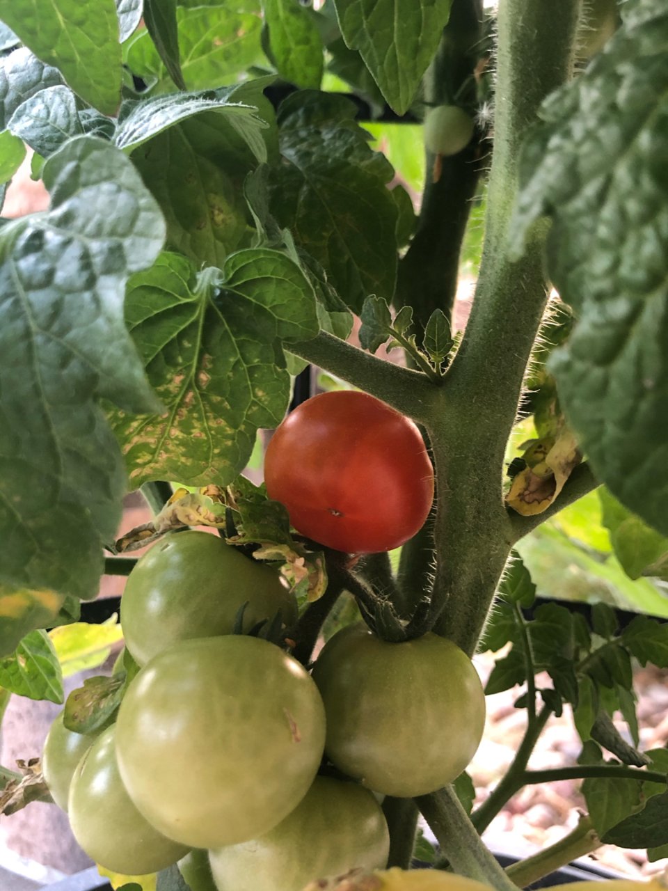 第一枚番茄🍅成熟啦...