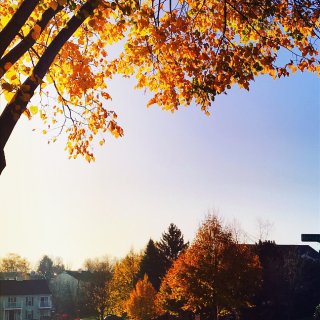 背景墙：初秋的色彩。。。...