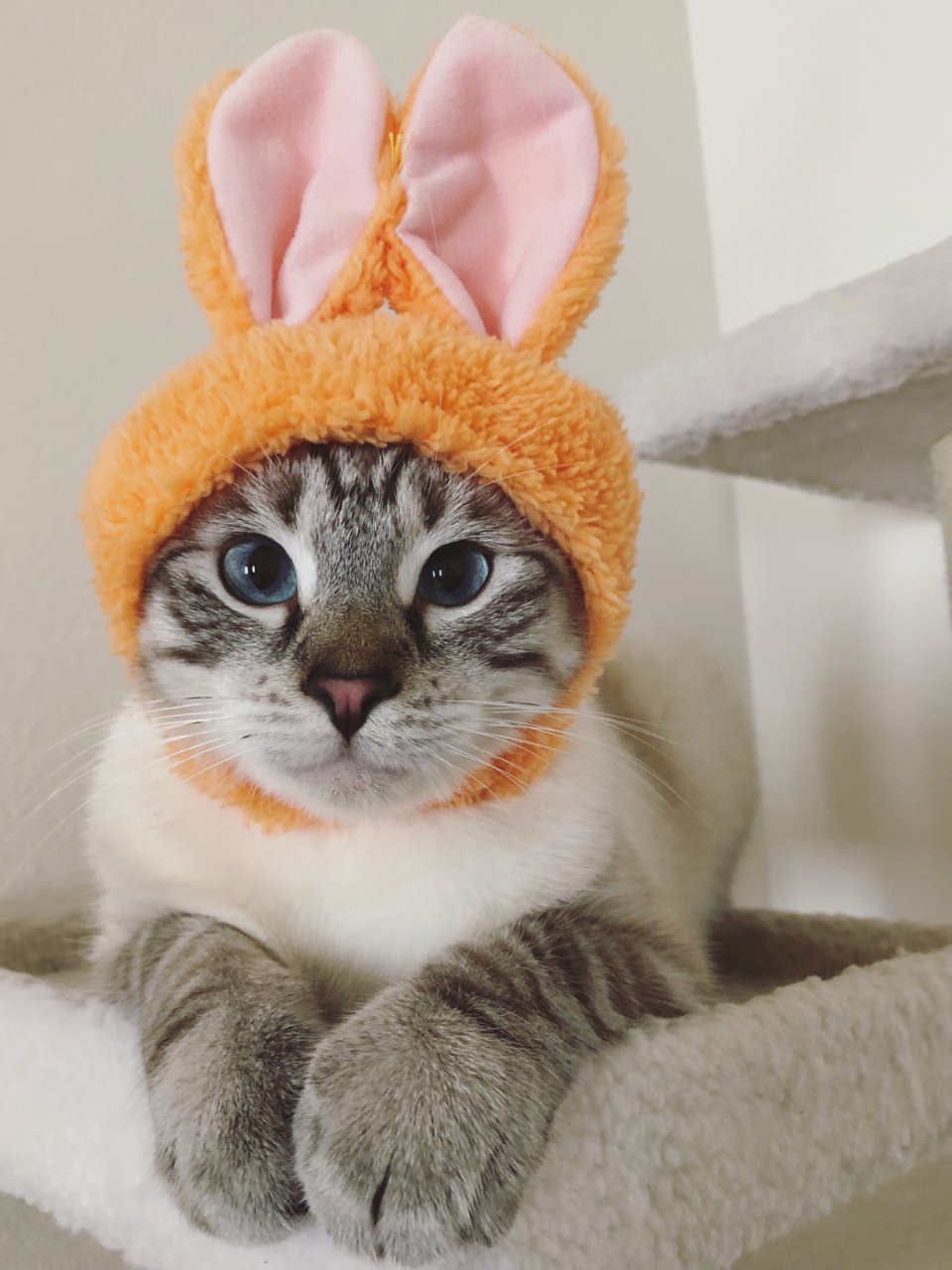 Bunny Ear cat cap