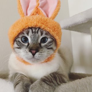 Bunny Ear cat cap