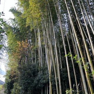 京都必看｜绝美的竹林~卧虎藏龙拍摄地岚山...