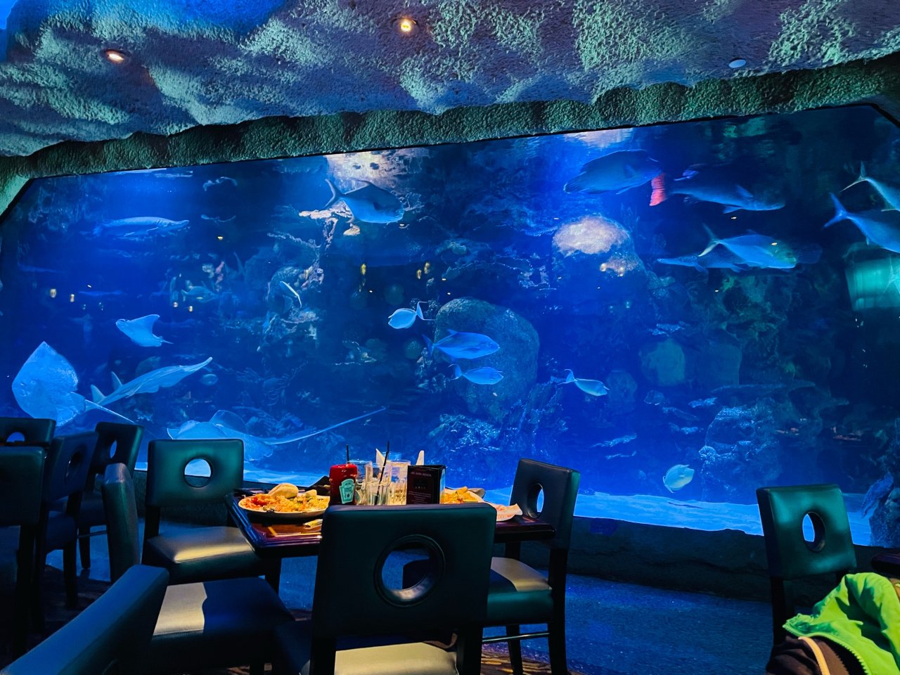 水族馆里的餐厅 被小鱼们环绕着🐠...