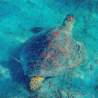 【旅行】波多黎各最佳浮潜地🤿—库莱布拉岛...