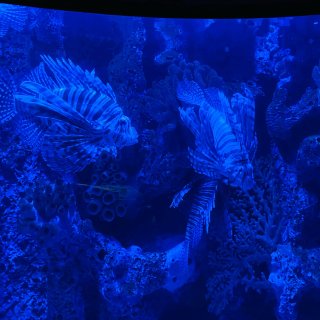 休斯顿downtown aquarium...