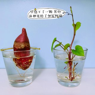 【水培红薯】update 红薯宝宝们终于...