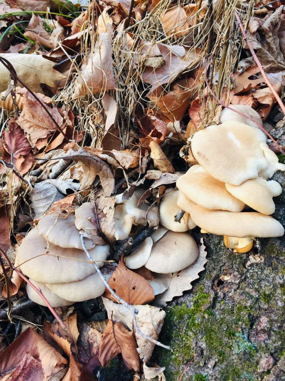 山里的蘑菇