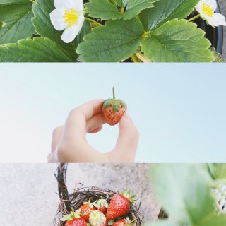 绿植种植日记-菠萝莓大收获🍓...