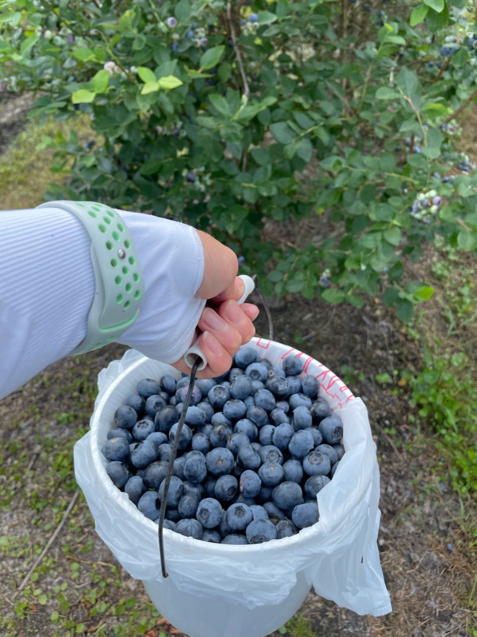 摘蓝莓🫐