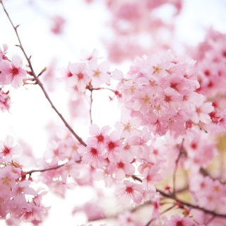 春天最美的樱花色调🌸...