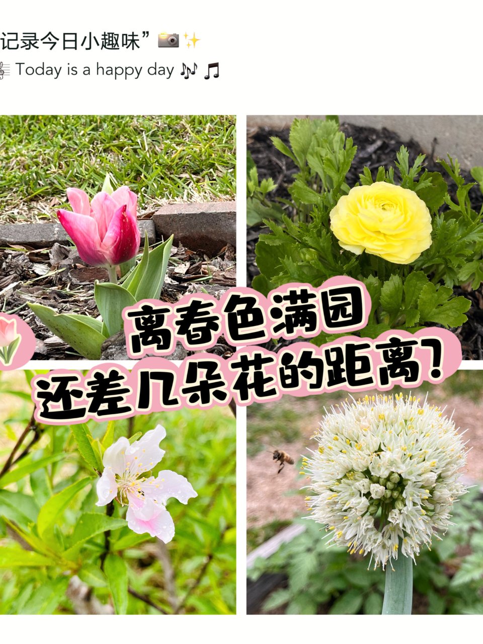 🌸春日的小花园：稀稀疏疏、矮矮胖胖…来堆...