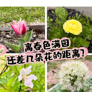 🌸春日的小花园：稀稀疏疏、矮矮胖胖…来堆...