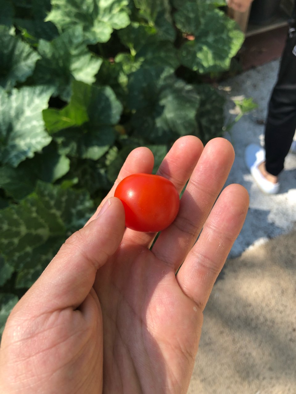 自己种的番茄