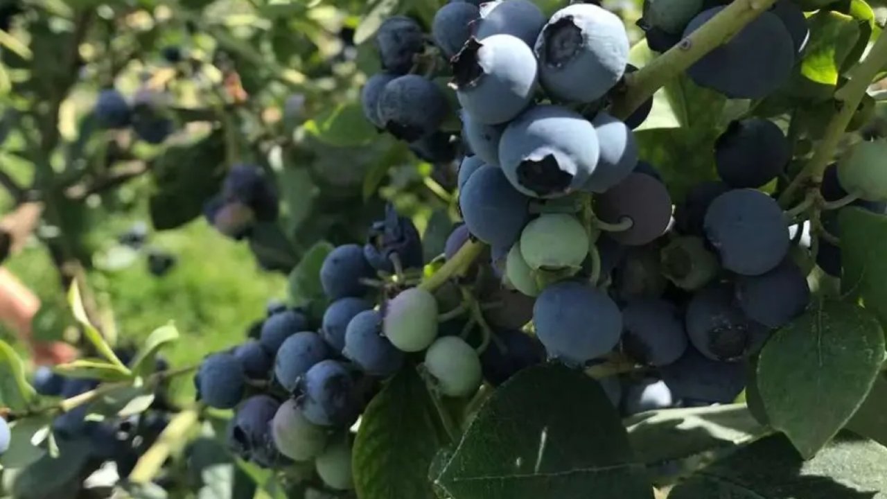 Stockton CA 和周邊的U pick 自摘藍莓、櫻桃和水果聖地