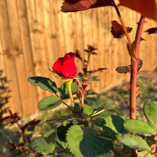 自家后院的玫瑰最美啦...