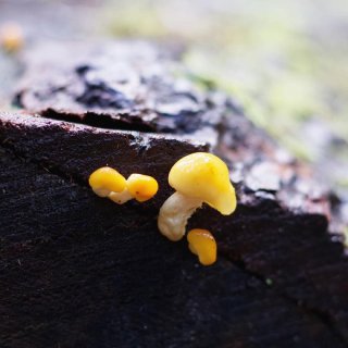山间的野蘑菇🍄能吃吗❓采蘑菇攻略✨徒步日...