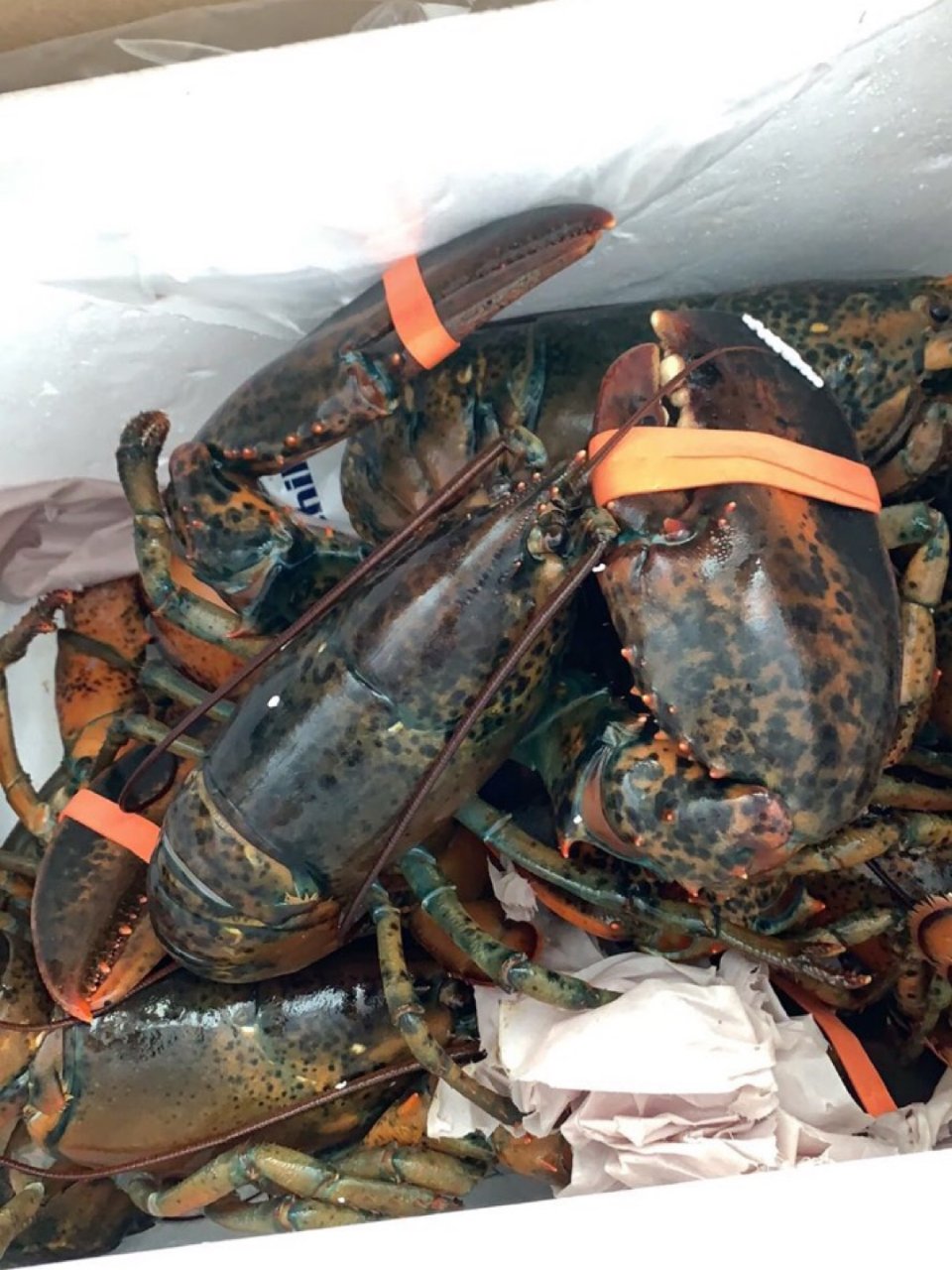 lobster207