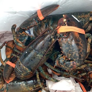 lobster207
