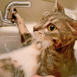 小猫咪洗澡记