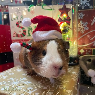 圣诞🎄小猪猪