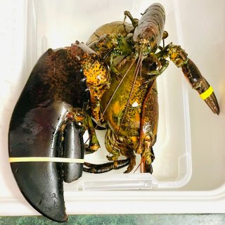 八斤重的大龙虾吃起来是什么体验...