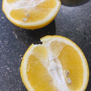 摘柠檬 Meyer lemon...