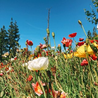 加州州花🐻罌粟花拍起照真是太美了❤️...