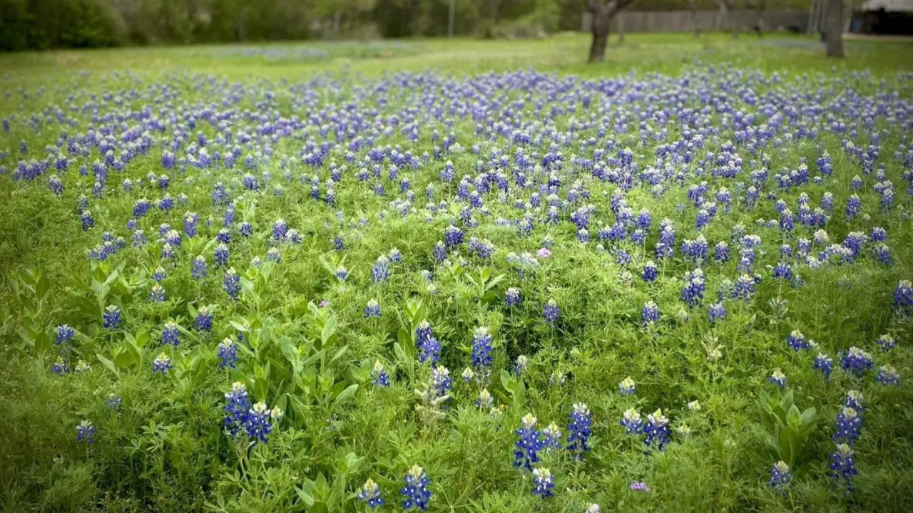 🇺🇸得克萨斯州生活｜春天市花bluebonnets盛开啦！