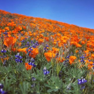 南加州野花季