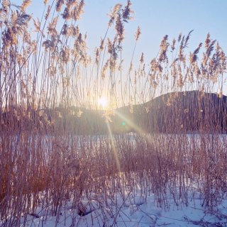 夕阳下的雪地🌇透过芦苇荡的阳光☀️真美...