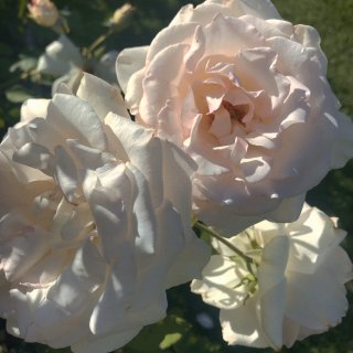 湾区超美der玫瑰花园🌹被香味治愈...