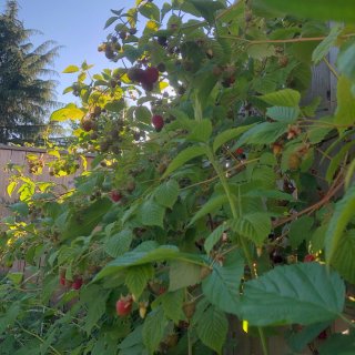 在家自己种满墙的莓子...