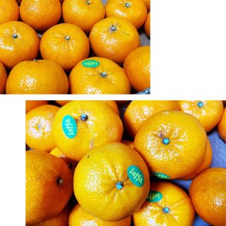 以色列🇮🇱蜜橘🍊Jaffa ORRI➕相...