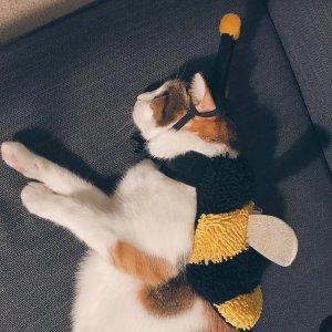療癒的貓咪蜜蜂裝