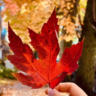 加拿大魁北克🇨🇦 枫叶红了🍁铺成了红毯...