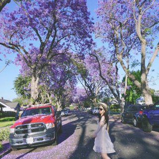 LA｜加州蓝花楹 徜徉在紫色花海💜🌸...