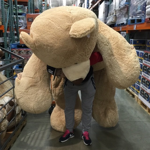 Teddy Bear 泰迪熊,Costco