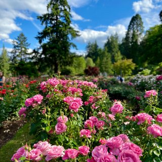 Portland玫瑰园-此生不能错过的夏...