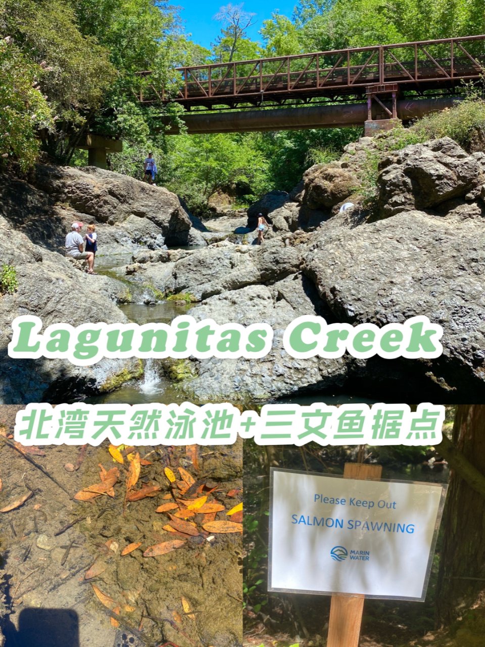 Lagunitas Creek｜北湾天然...