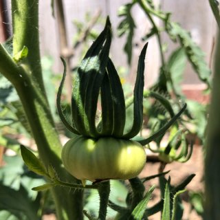 上半年总结3｜上半年种的小番茄...