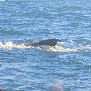 波士顿观鲸 出海看鲸鱼...