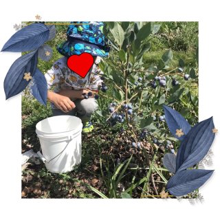 5月份可以摘藍莓🫐啦！...