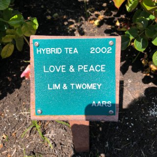 Hybrid tea rose 杂交茶香...