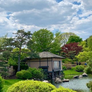 赏樱计划｜芝加哥植物园里的日式庭院花园...