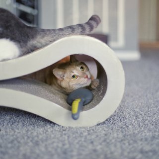 猫钟爱的猫抓板和木箱子...